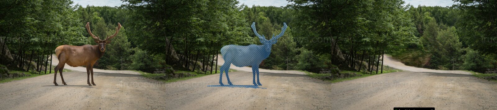 Borrado IA de ciervo