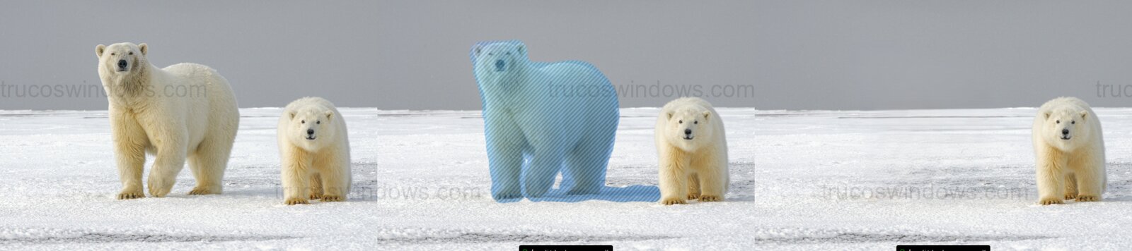 Borrado IA de oso polar