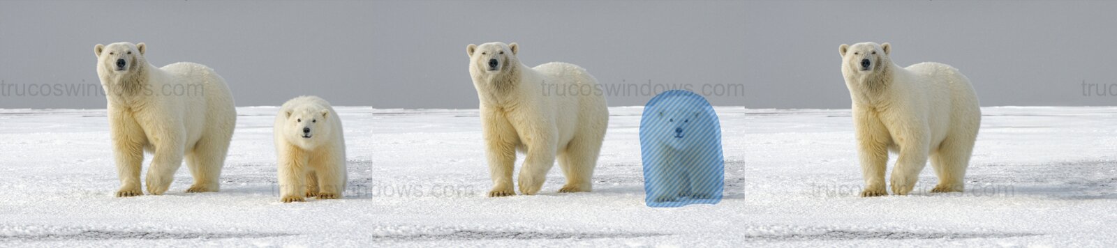 Borrado generativo oso polar